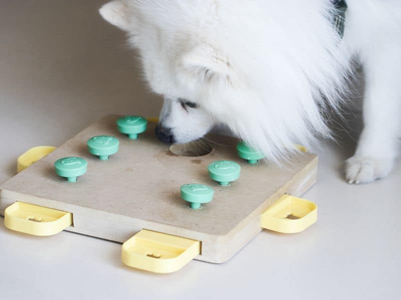 Liebenswertes Hundeleben - so wichtig ist Denksport für lebenslanges Hundeglück 2 denksport-fuer-hundeglueck